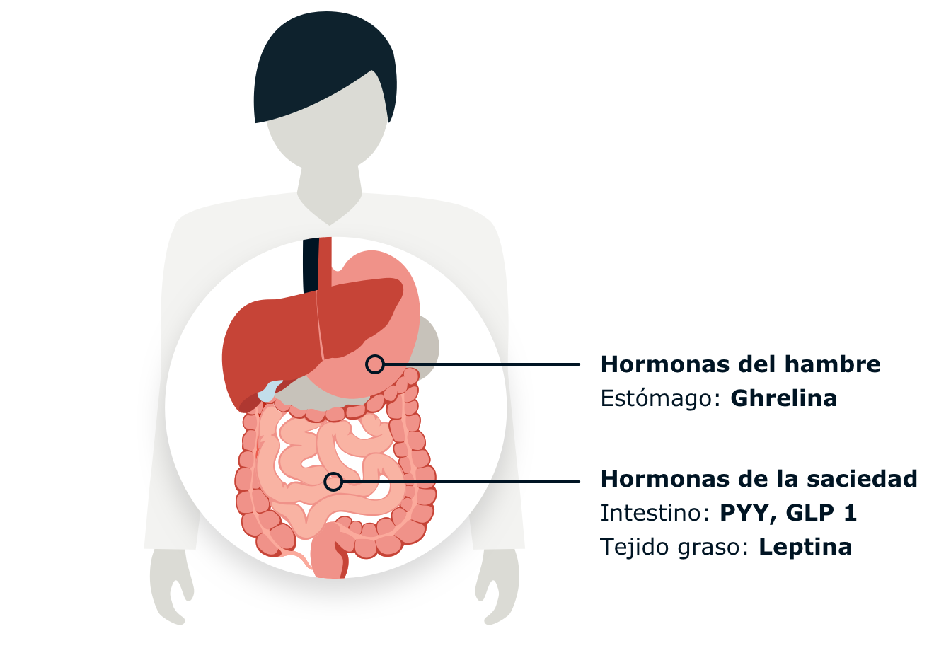 Infographic displaying the location of hunger and satiety hormones.